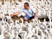 Роман Дрига серед своїх гусей