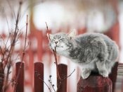 Котик радіє початку весни