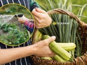 Коли і як часто поливати кабачки у липні