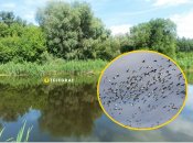 В Украине увидели редкую яркую птицу