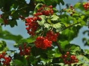 Калина погубить усе, що росте поруч із нею