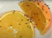 Летние насекомые – кошмарная проблема