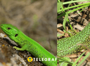 Ящерица зеленая