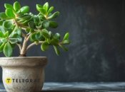 Увлекательная тайна денежного дерева (фото создано с помощью ИИ)