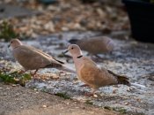 Голуби – головная боль дачников