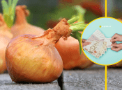 Заработок на луке