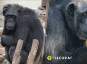 Шимпанзе Амби