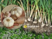 Озимый чеснок более ароматный, чем яровой