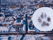 В Луцке заметили хищника