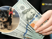 Йорка бебі фейс продають в Україні