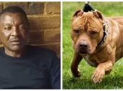 Героя збірної Замбії загризли власні собаки