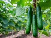 Огурцы порадуют урожаем