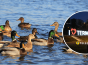 В Тернополе заметили уток