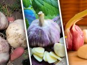 Часник Харківський фіолетовий, Софіївський та Любаша — вважаються найкращими в Україні