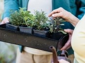 Проблеми під час вирощування розсади