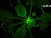 Ученые показали реакцию растений на страдание (Видео) 