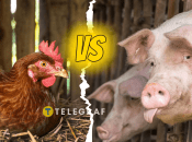 Куры против свиней