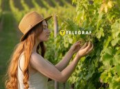 За виноградной лозой нужно ухаживать грамотно