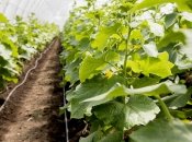 Огурцы – один из самых популярных овощей