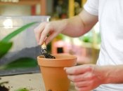 От почвы зависит качество рассады