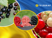 Коллаж "Телеграфа"