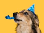 День рождения собаки