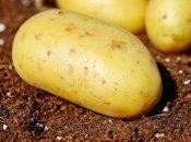 Замочування картоплі перед посадкою