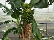 Бананы растут на пальме