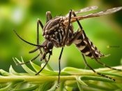 Комары не любят запах кофе