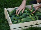 Звичайний цукор збільшить урожай огірків у рази