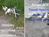 Кот "Люцик" в коляске из кассетной бомбы рф