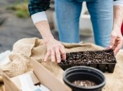 Якість землі важлива для рослини