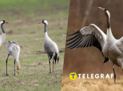 Серый журавль