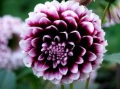 Жоржини квітнуть восени