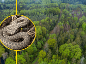 Плазунів можна зустріти не лише в лісі