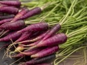 Фіолетова морква прикрасить зимову заготівлю
