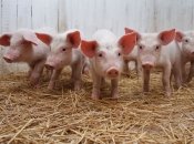 Ілюстративне зображення