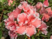 Комнатная азалия невероятно красива