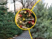 И елка, и сосна точно станут украшением в доме на новогодние праздники