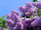 Обильное цветение сирени характерно для весны, а не для осени