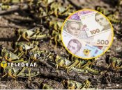 Саранча заполонила нашу страну