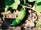 От полива огурцов зависит качество урожая