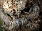 Сови житимуть у київському зоопарку