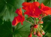 Герань необходимо правильно подготовить к весне