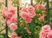 Чаще всего розы не цветут из-за ошибок садовода