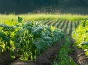 Квасоля вимагає правильного догляду та часу посадки  (зображення створено за допомогою ШІ)