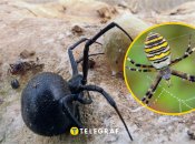 Ядовитые пауки