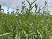 Ивовый лес на месте бывшего водохранилища