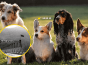 Багато собак