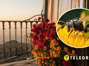 Осы массово появляются летом